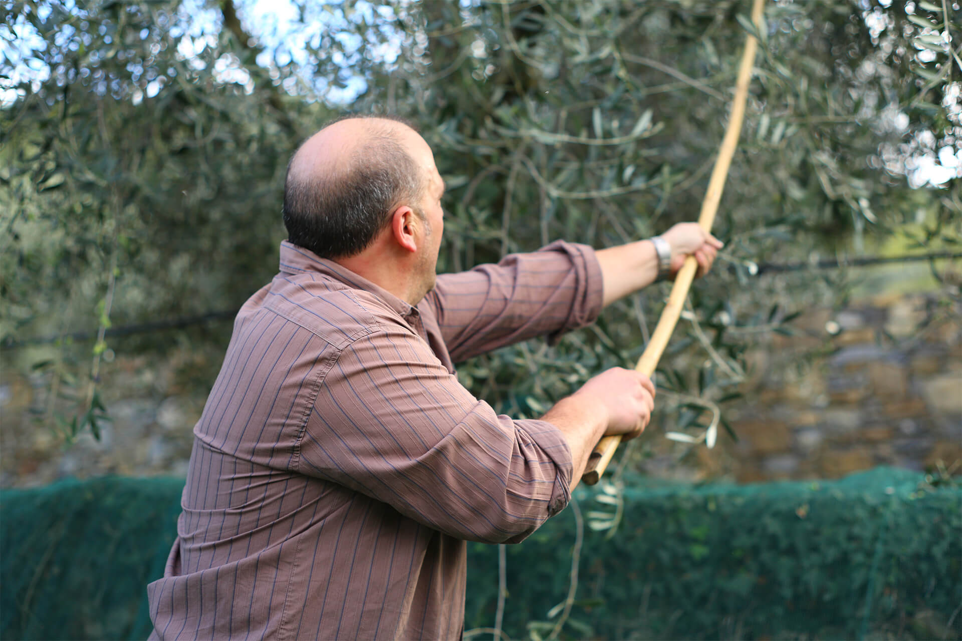 Welche Kauffaktoren es vorm Kaufen die Olivenöl aus ligurien zu analysieren gilt!